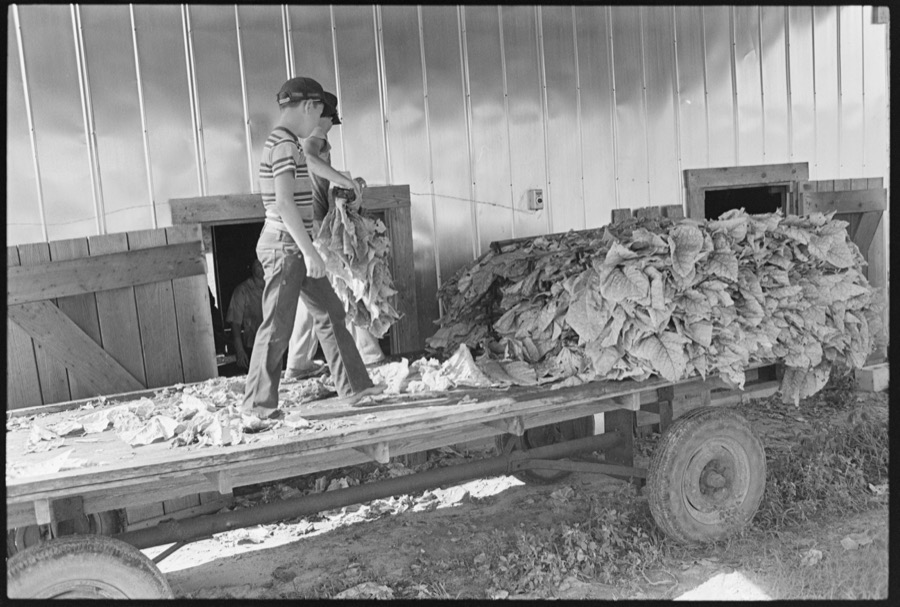Harvesting tobacco with the Akins family, Berrien County, Georgia