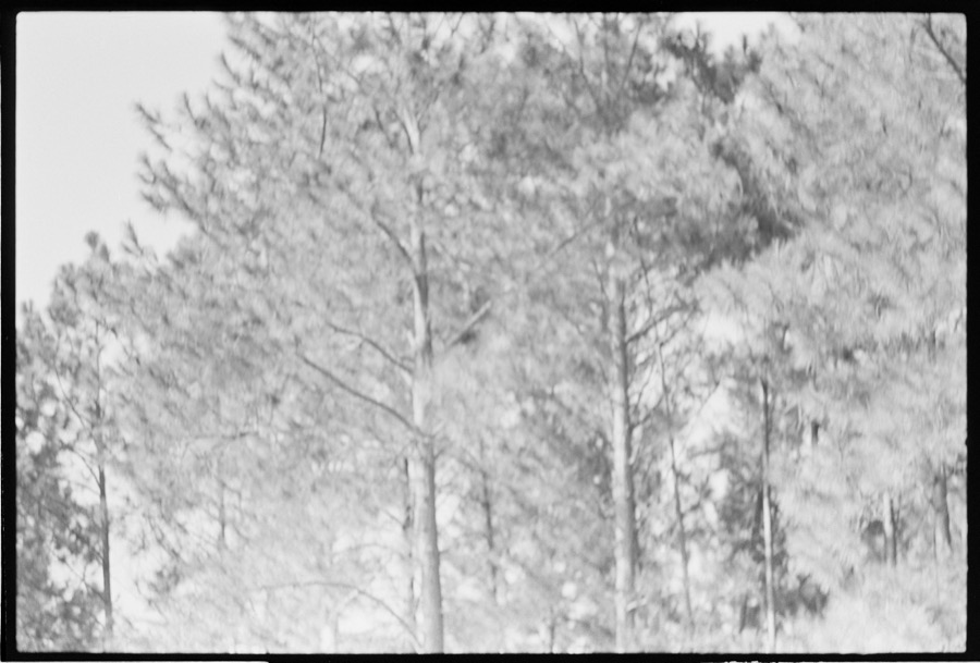 Harvesting tobacco with the Akins family, Berrien County, Georgia