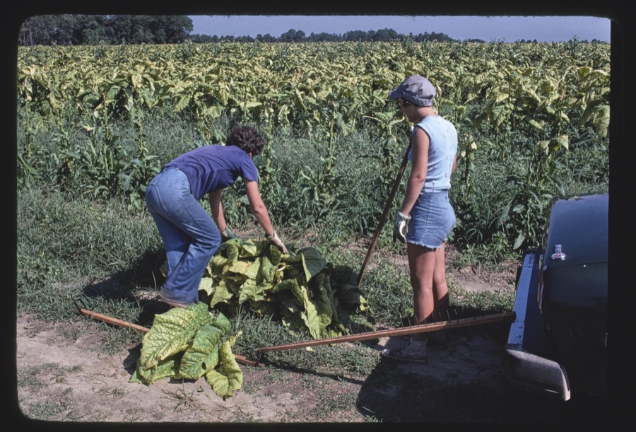 Harvesting tobacco with the Akins family, Berrien County, Georgia