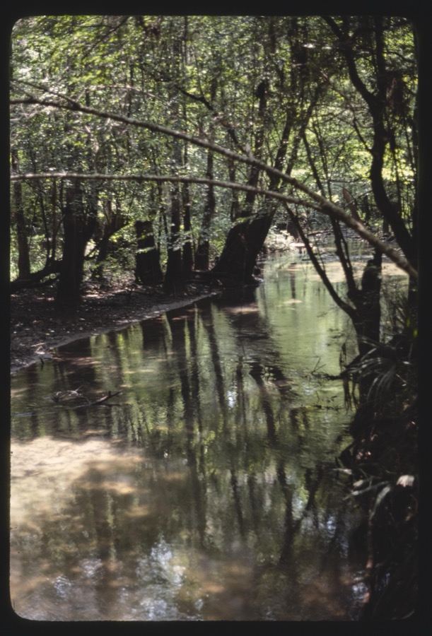 House Creek, Ben Hill County, Georgia, fishing and swimming at the boils (springs)
