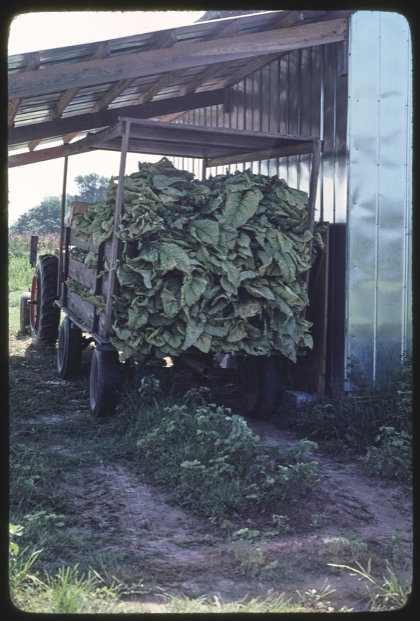 Harvesting tobacco with the Akins family, Berrien County, Georgia