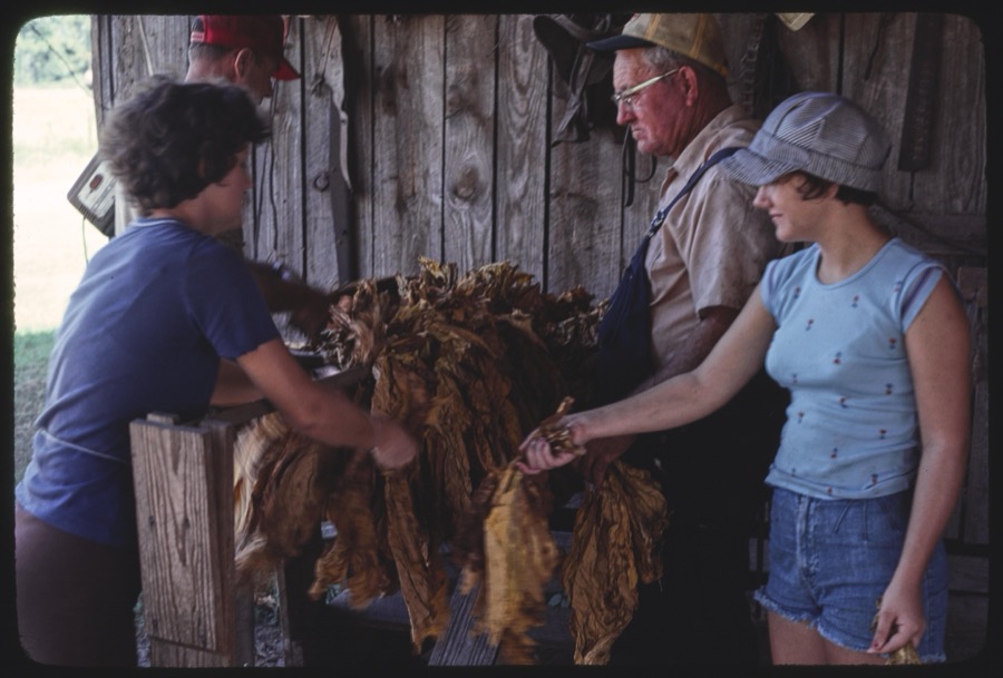Harvesting tobacco with the Akins family, Berrien County, Georgia; Scenes in Irwin County, Georgia, vernacular buildings and martin houses