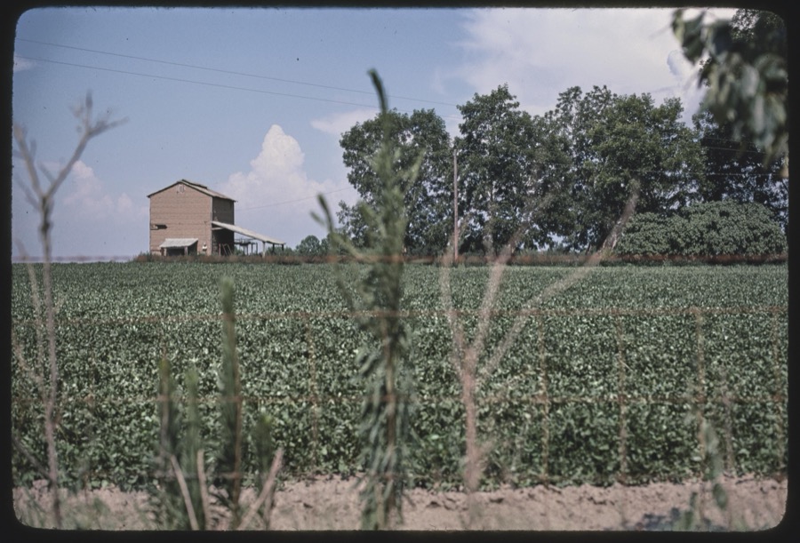 Tobacco barns in Tift and Berrien Counties, Georgia; Former school building, Worth County, Georgia