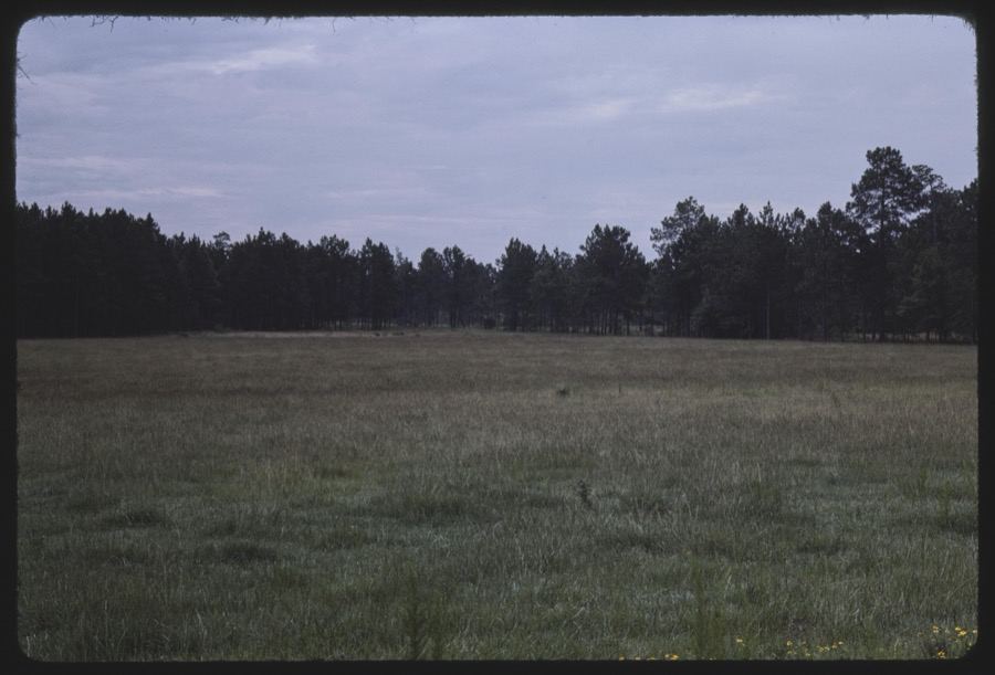 Wiregrass plant, Irwin County, Georgia; A.M. Burkett, Ashburn , Georgia; Gordy Jones gourd martin houses, Dakota, Georgia; Rocky Mount Baptist Church and Oak Grove Baptist Church, Turner County, Georgia, buildings and grounds