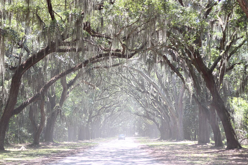 Photograph of Wormsloe Historic Site