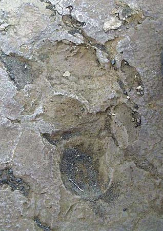 Photograph of 1790 Footprints