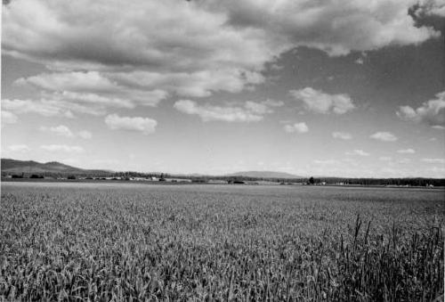 Photograph of Weippe Prairie