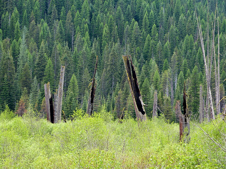 Photograph of Cedar Snags