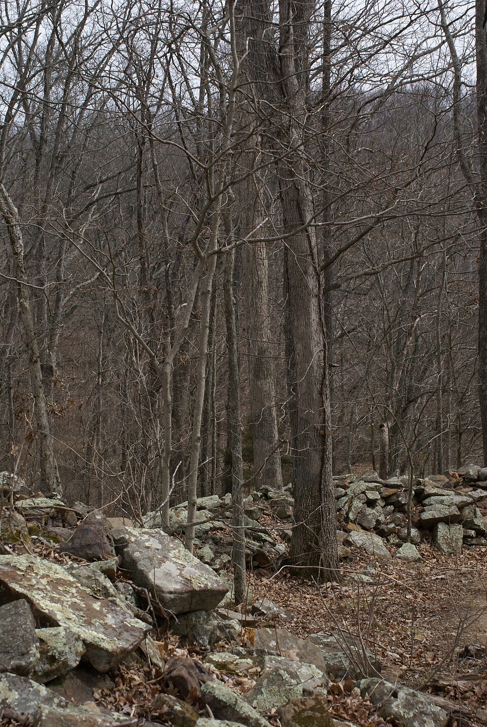 Photograph of Giant City Stone Fort Site