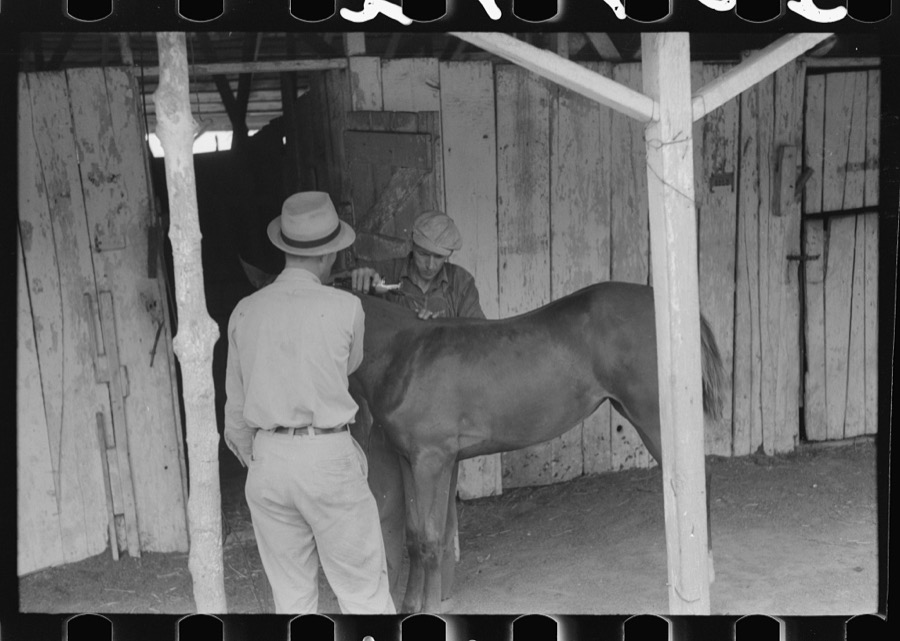 Elaborate preparations are made for entries in Shelby County Horse Show and Fair, Shelbyville, Kentucky