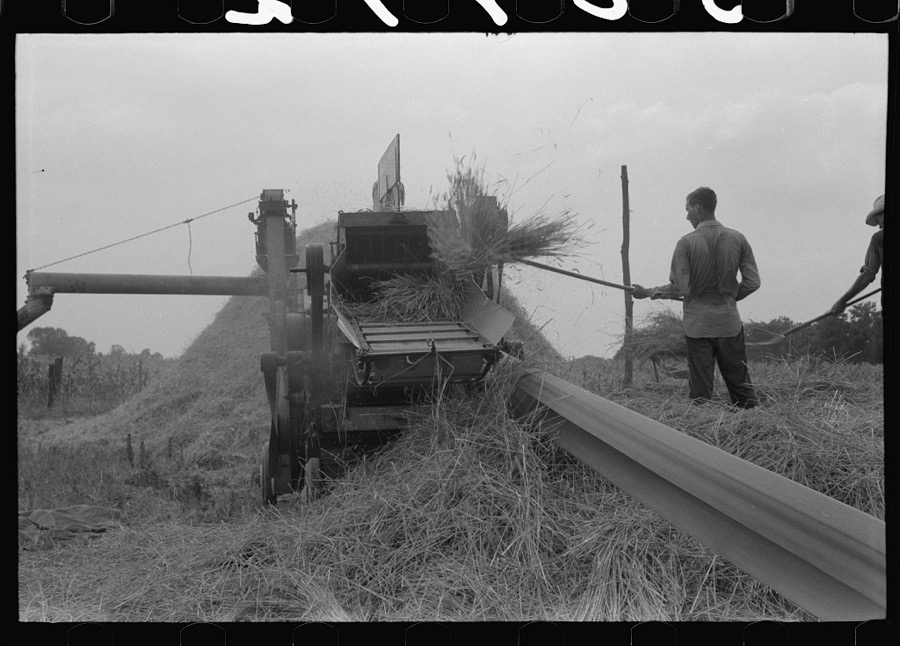Threshing wheat on farm in Oldham County, Kentucky