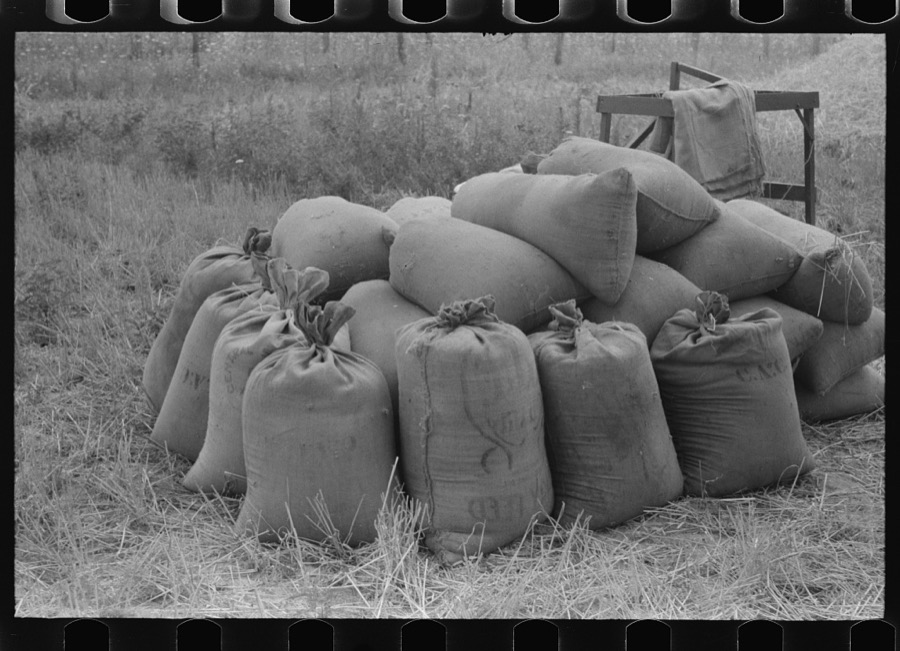 Sacks of wheat just threshed on farm in Oldham County, Kentucky