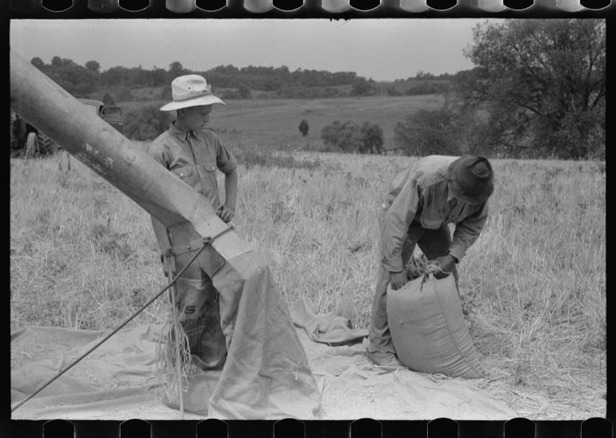 Threshing wheat on farm in Oldham County, Kentucky