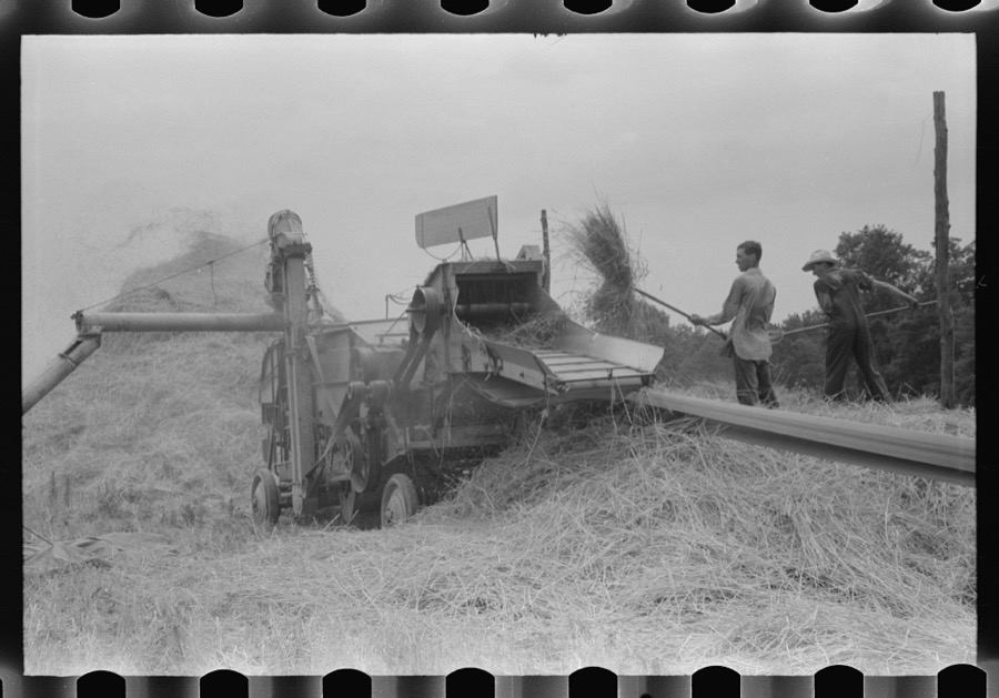 Threshing wheat on farm in Oldham County, Kentucky