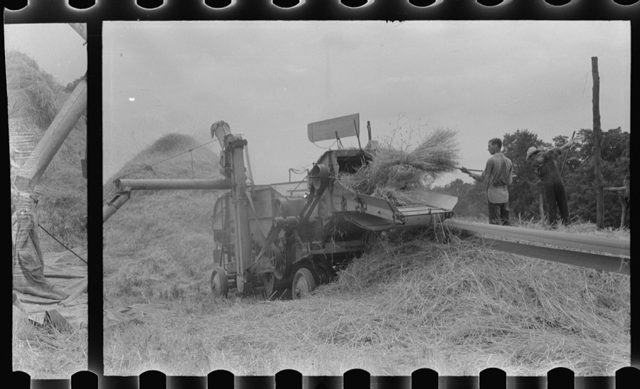 Threshing wheat on farm in Oldham County, Kentucky