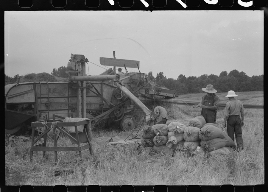Threshing wheat on farm in Oldham County, Kentucky