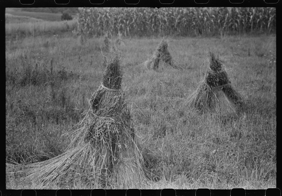Orchard grass ready to be threshed. Oldham County, Kentucky