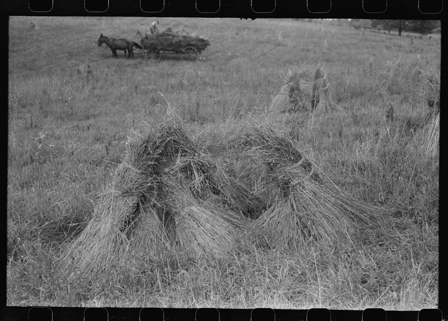 Orchard grass ready to be threshed. Oldham County, Kentucky