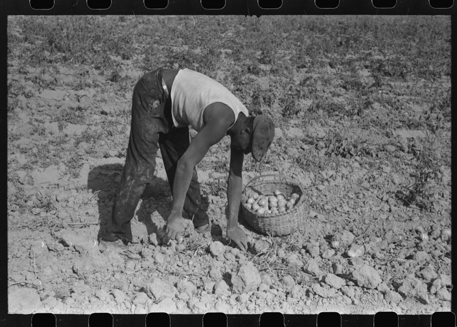 Harvesting potatoes, Jefferson County, Kentucky