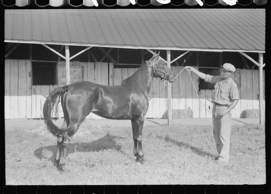 Winners in the Shelby County Horse Show and Fair. Shelbyville, Kentucky