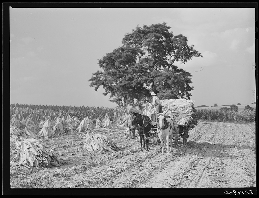 Tobacco on Russell Spear's farm near Lexington, Kentucky