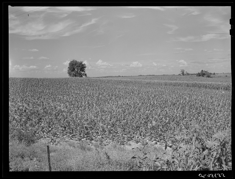 Fields of tobacco with corn in background. South of Louisville, Kentucky