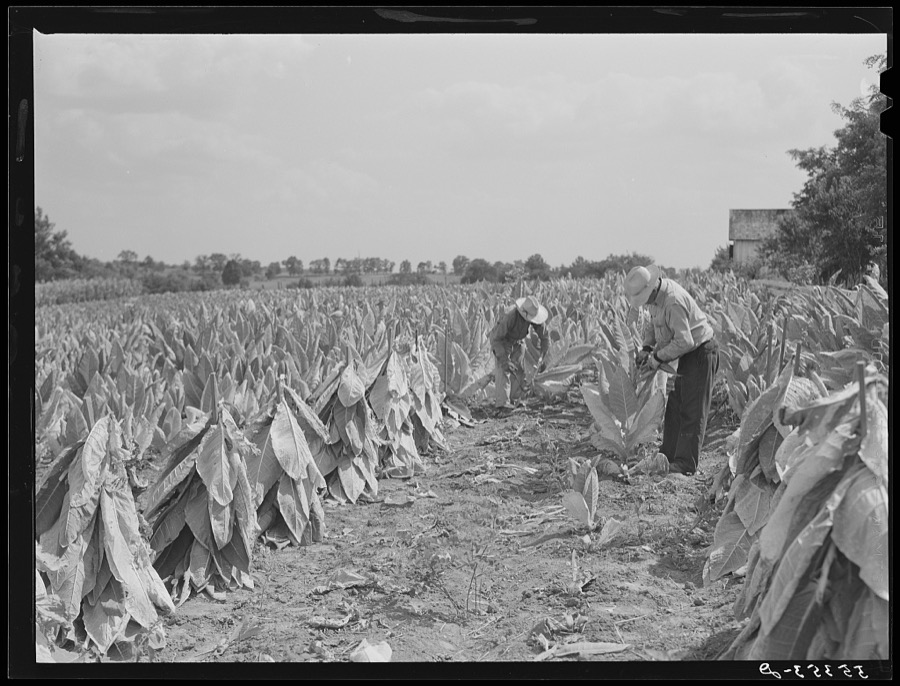 cutting burley tobacco and putting it on sticks to wilt before taking it into curing and drying barn. Russell Spear's farm, near Lexington, Kentucky