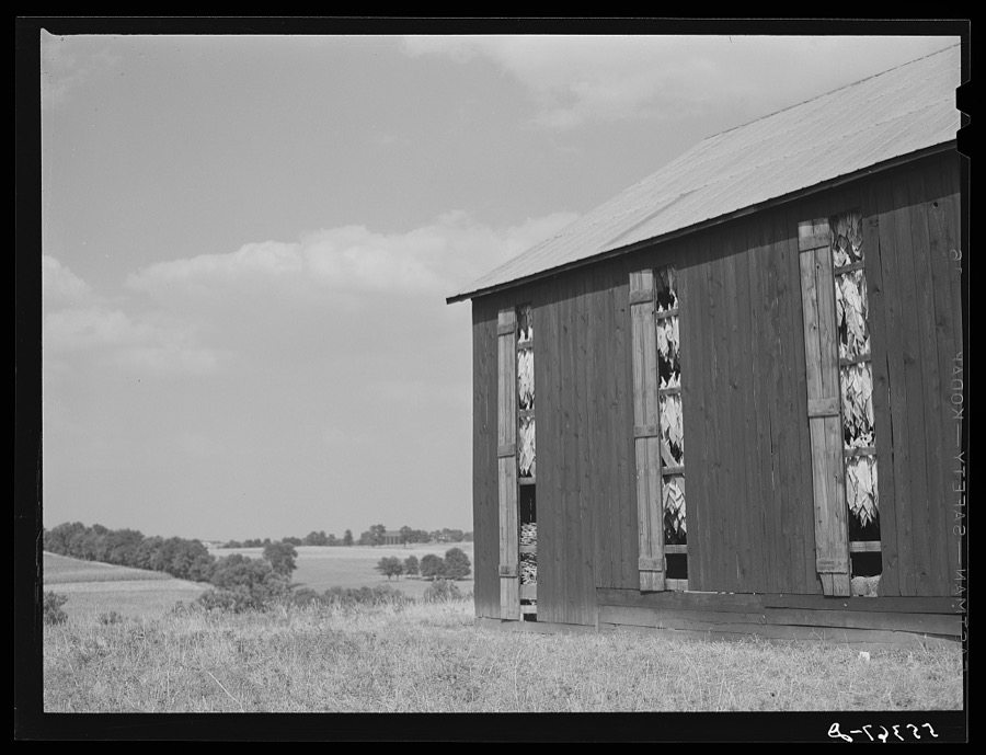 Barn full to tobacco on Russell Spear's farm near Lexington, Kentucky