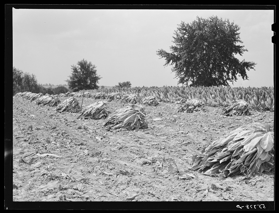 Burley tobacco is placed on sticks to wilt after cutting before it is taken into barn for drying and curing. Russell Spear's farm near Lexington, Kentucky