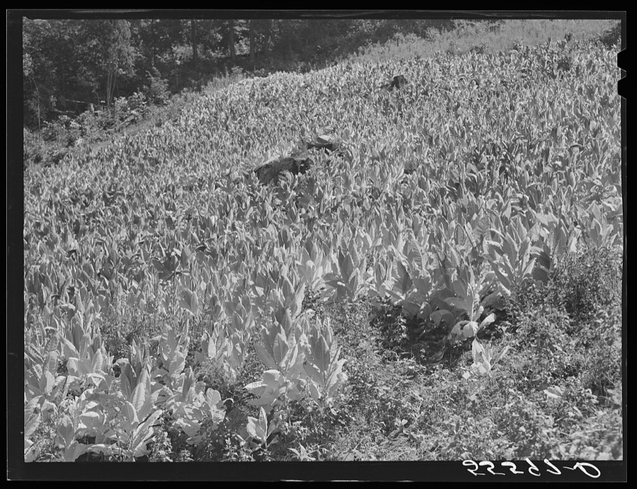 Tobacco ripening and ready for cutting on steep hillside in mountain section. Perry County, Kentucky