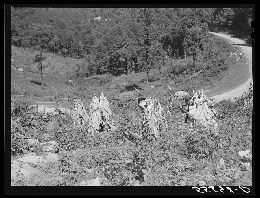 Mountaineers carrying sticks of cut tobacco down steep hillside to truck on road. Perry County, Kentucky