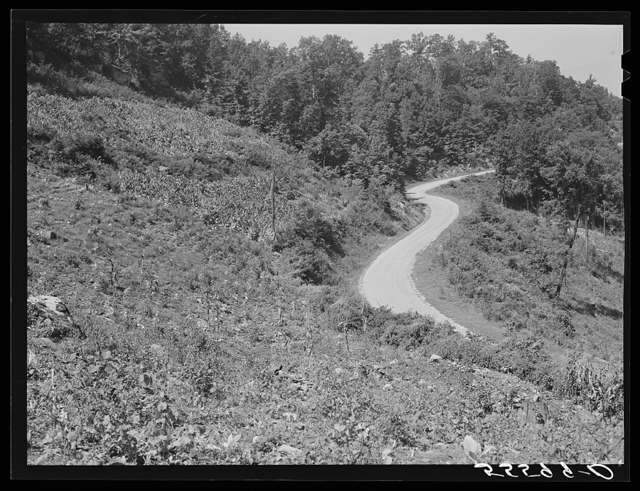 Tobacco ripening and ready for cutting on steep hillside in mountain section. Perry County, Kentucky