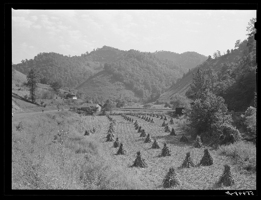 Shocks of corn along highway near Virgie, Kentucky