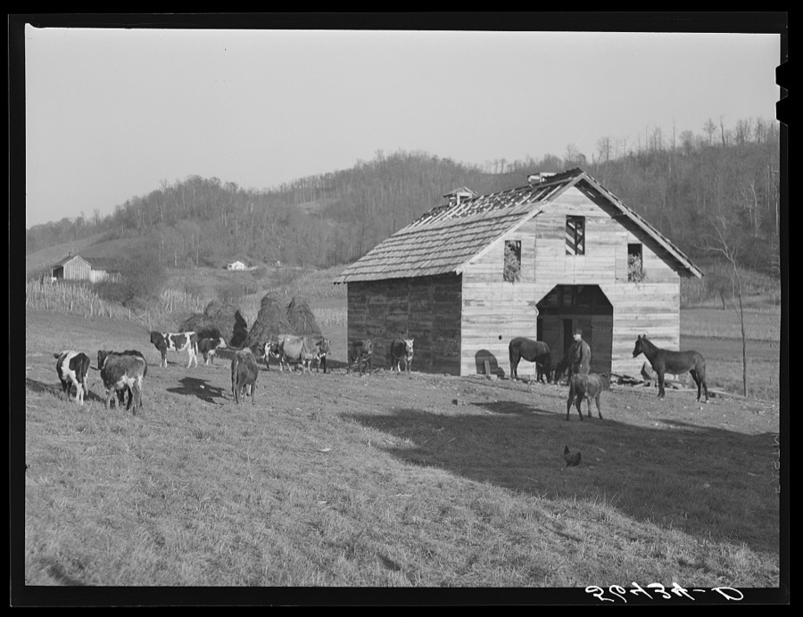Josh Calahan's new barn and some of his livestock. Southern Appalachian Project near Barbourville, Knox County, Kentucky