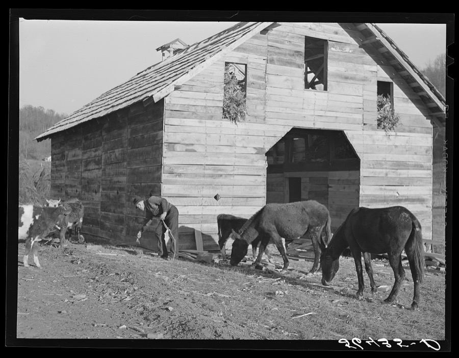 Josh Calahan's new barn and some of his livestock. Southern Appalachian Project near Barbourville, Knox County, Kentucky