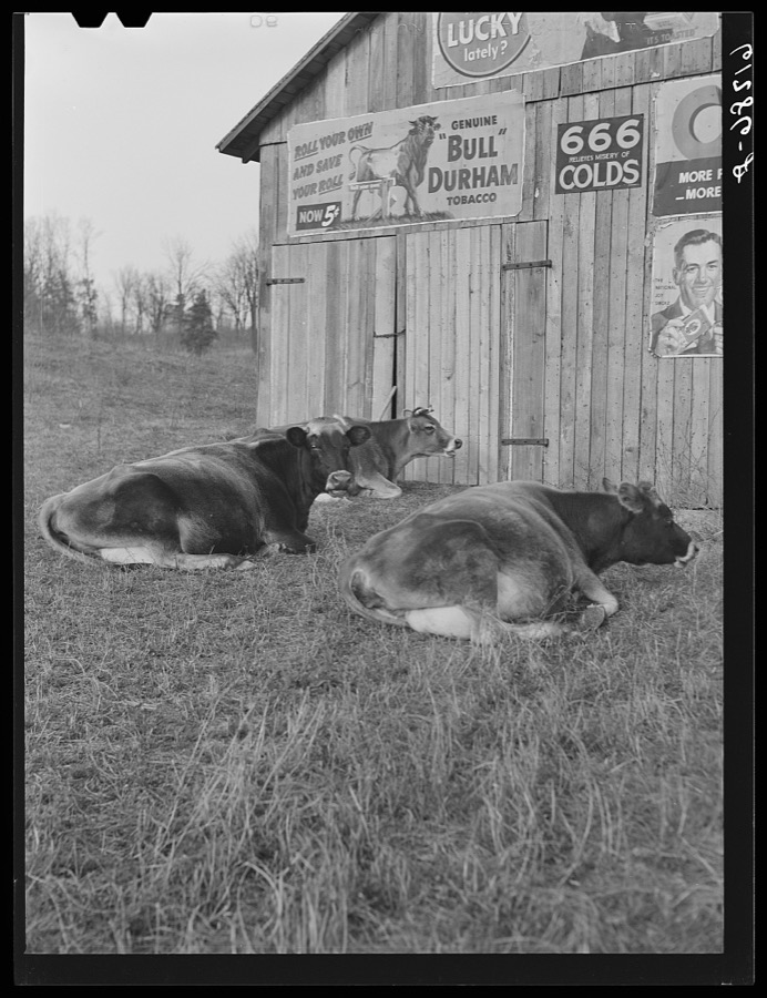 Cattle. Nicholas County, Kentucky