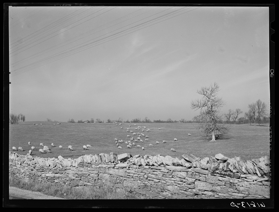 Sheep. Fayette County, Kentucky
