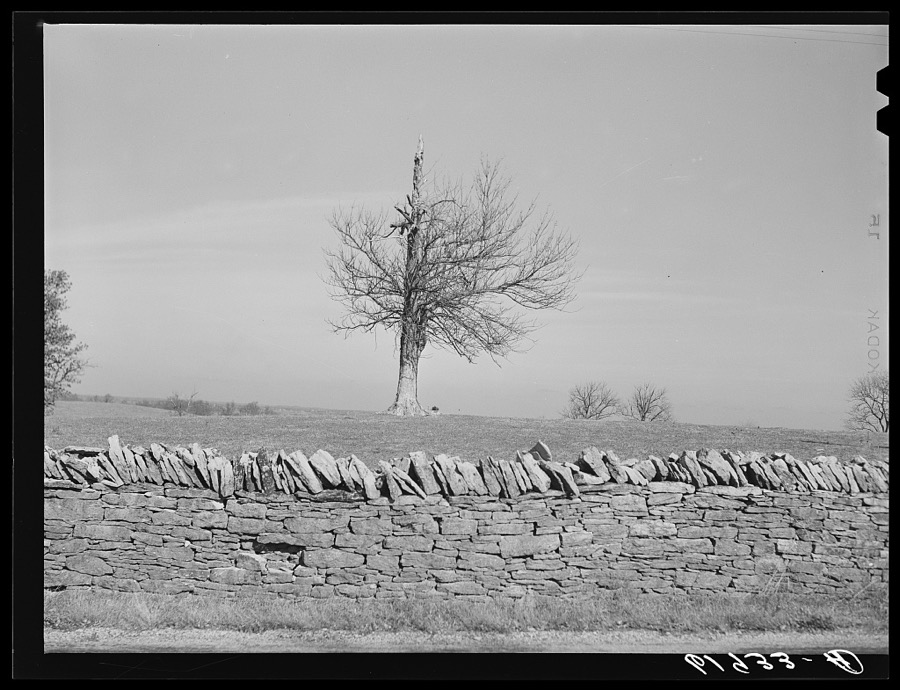 Stone fence. Scott County, Kentucky