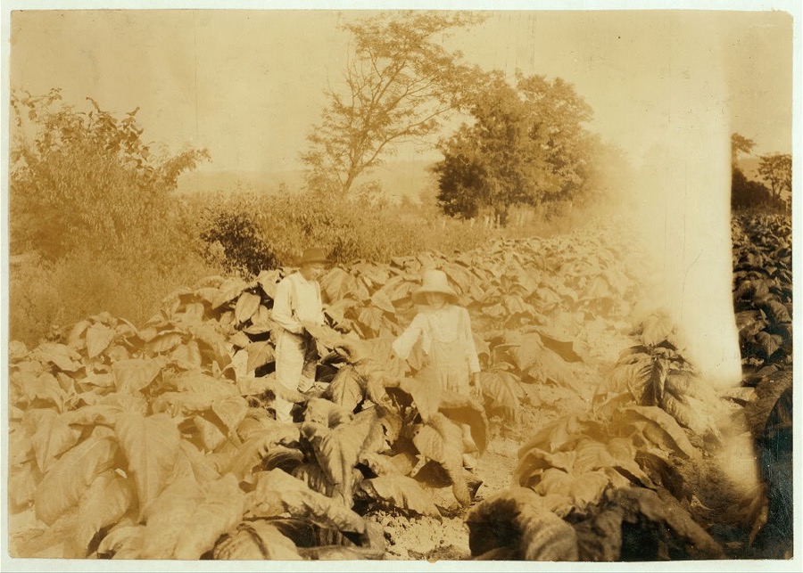 Archie Haydon, 12 years old helping his father, John A. Haydon worm tobacco. Father says their school (Cerulean) was not opened until the first Monday in September on account of so many children needed for work. Location: Trigg County--Cerulean, Kentucky