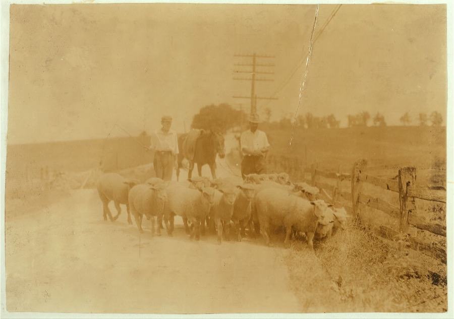 Driving sheep to town. Gartland boy (did not get first name) Mother runs the Farmers Hotel, Winchester.  Location: Clark County--Winchester, Kentucky