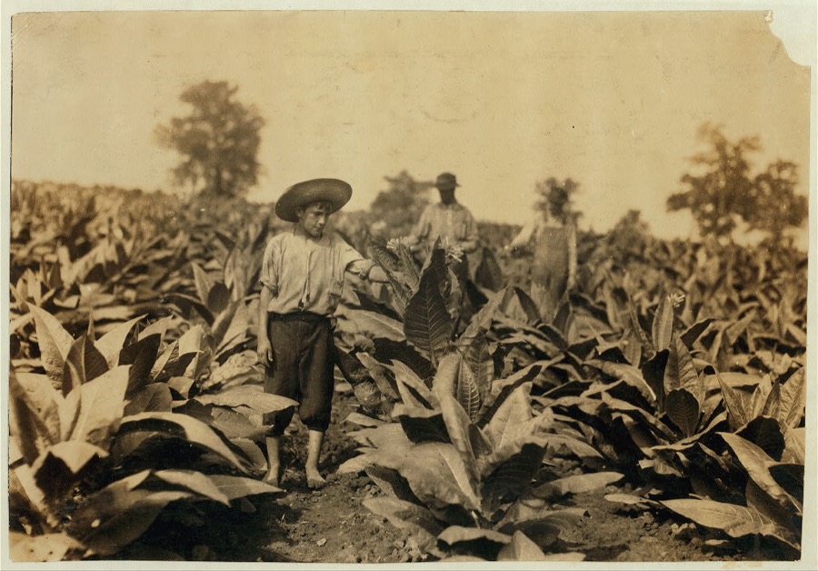 Topping tobacco. Roland Lowe, 13 years old in field with two brothers. There are 7 boys and 2 girls in the family, and 4 are in school. Father, Mose Lowe, R. Route 1, Winchester. Children go to Pretty Run School, Division 2, Clark Co., Ky., but Roland and Bush, 14 years old have not started yet--about 3 weeks after it opened. Father rents this farm of 160 acres.  Location: Clark Co.--Winchester, Kentucky