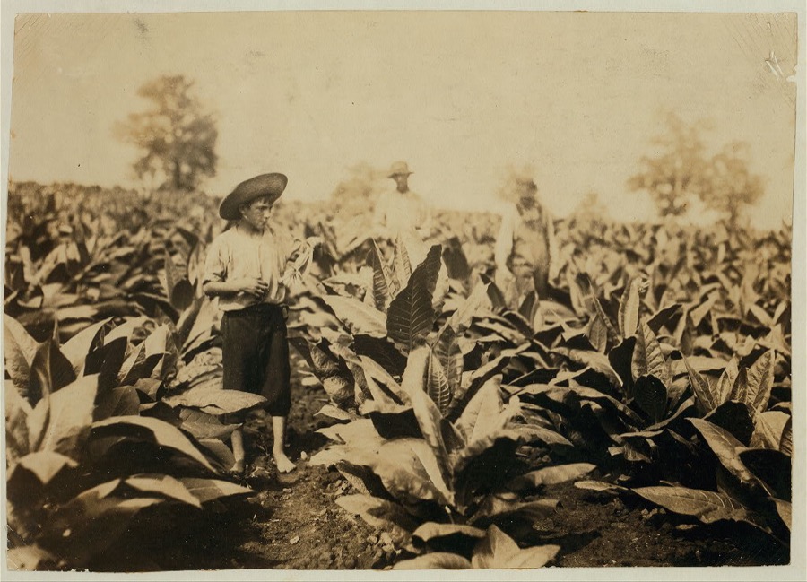 Topping tobacco. Roland Lowe, 13 years old in field with two brothers. There are 7 boys and 2 girls in the family, and 4 are in school. Father, Mose Lowe, R. Route 1, Winchester. Children go to Pretty Run School, Division 2, Clark Co., Ky., but Roland and Bush, 14 years old have not started yet--about 3 weeks after it opened. Father rents this farm of 160 acres.  Location: Clark Co.--Winchester, Kentucky