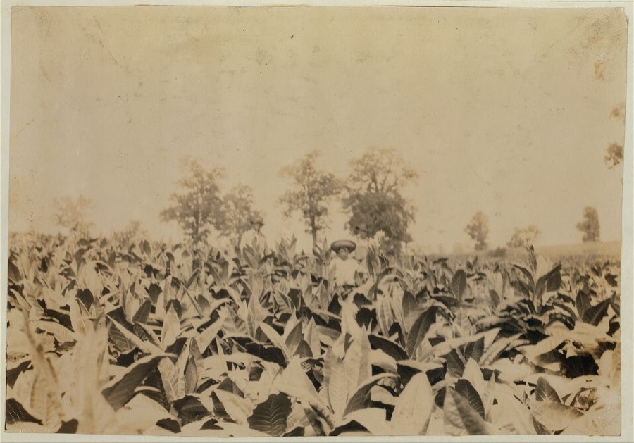 Topping tobacco. Roland Lowe, 13 years old in field with two brothers. There are 7 boys and 2 girls in the family, and 4 are in school. Father, Mose Lowe, R. Route 1, Winchester. Children go to Pretty Run School, Division 2, Clark Co., Ky., but Roland and Bush, 14 years old have not started yet--about 3 weeks after it opened. Father rents this farm of 160 acres.  Location: Clark Co.--Winchester, Kentucky