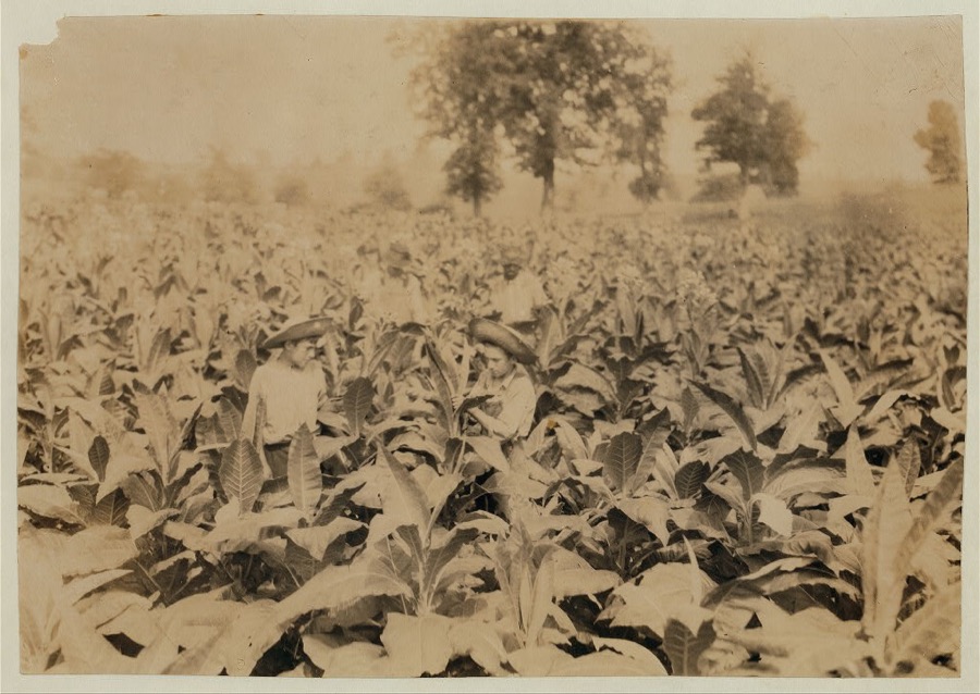 Topping tobacco. Roland Lowe, 13 years old in field with two brothers. There are 7 boys and 2 girls in the family, and 4 are in school. Father, Mose Lowe, R. Route 1, Winchester. Children go to Pretty Run School, Division 2, Clark Co., Ky., but Roland and Bush, 14 years old have not started yet--about 3 weeks after it opened. Father rents this farm of 160 acres. Bush is also topping.  Location: Clark Co.--Winchester, Kentucky
