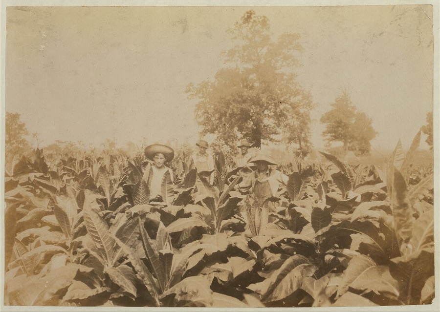 Topping tobacco. Roland Lowe, 13 years old in field with two brothers. There are 7 boys and 2 girls in the family, and 4 are in school. Father, Mose Lowe, R. Route 1, Winchester. Children go to Pretty Run School, Div. 2, Clark Co., Ky., but Roland and Bush, 14 years old have not started yet--about 3 weeks after it opened. Father rents this farm of 160 acres. Bush is also topping.  Location: Clark Co.--Winchester, Kentucky