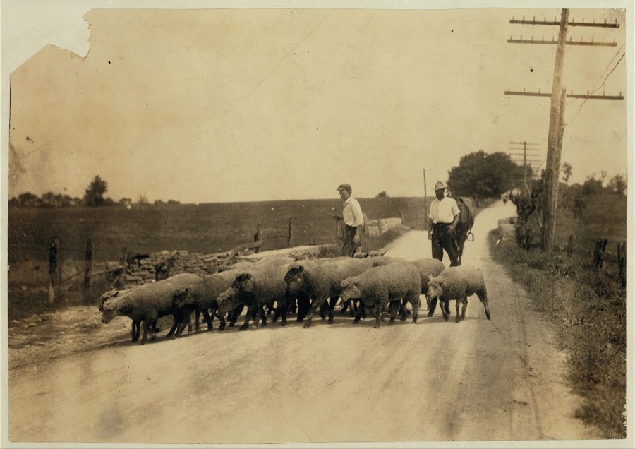 Driving sheep to town. Gartland boy (did not get first name) Mother runs the Farmers Hotel, Winchester.  Location: Clark Co.--Winchester, Kentucky