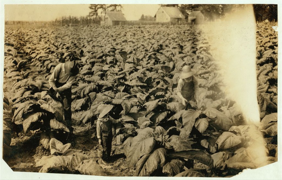 5-year old Jack and 13-year old Bitsey are regular workers on their father's farm. Worming and suckering now. Bitsey goes to Wallonia School in Div. 1, Trigg Co. "He worms and he suckers. Quite a worker but he aint old enough to go to school yet." The mother said this about Jack. Father, B.F. Mitchell, Route 1, owns farm.  Location: Trigg County--Gracey, Kentucky