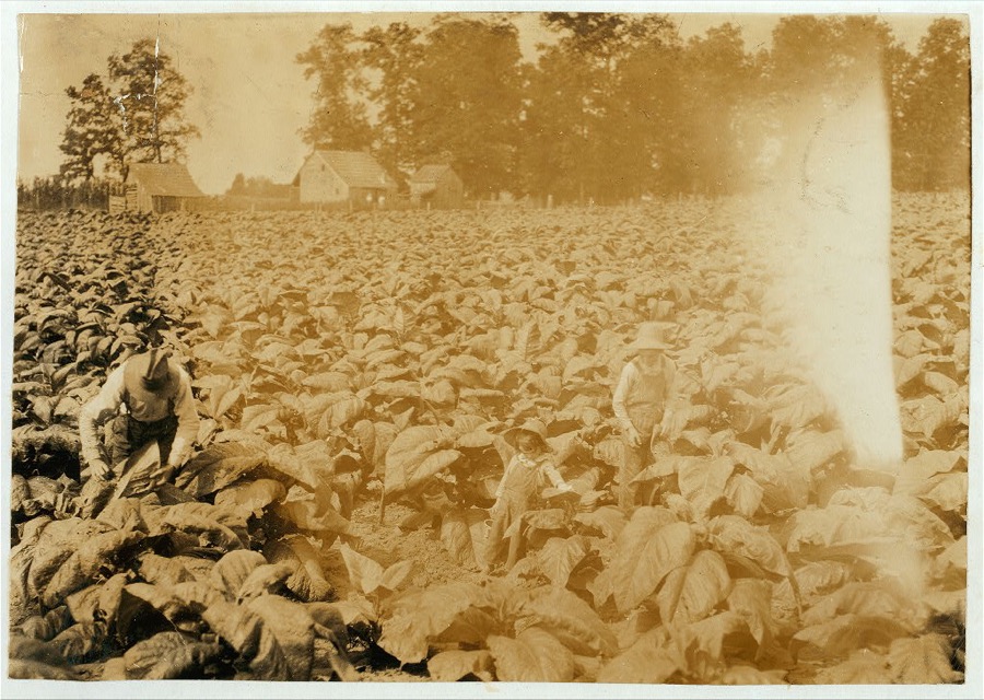 5-year old Jack and 13-year old Bitsey are regular workers on their father's farm. Worming and suckering now. Bitsey goes to Wallonia School in Div. 1, Trigg Co. "He worms and he suckers. Quite a worker but he aint old enough to go to school yet." The mother said this about Jack. Father, B.F. Mitchell, Route 1, owns farm.  Location: Trigg County--Gracey, Kentucky