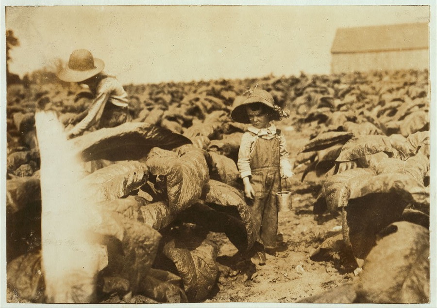 5-year old Jack and 13-year old Bitsey are regular workers on their father's farm. Worming and suckering now. Bitsey goes to Wallonia School in Div. 1, Trigg Co. "He worms and he suckers. Quite a worker but he aint old enough to go to school yet." The mother said this about Jack. Father, B.F. Mitchell, Route 1, owns farm.  Location: Trigg County--Gracey, Kentucky