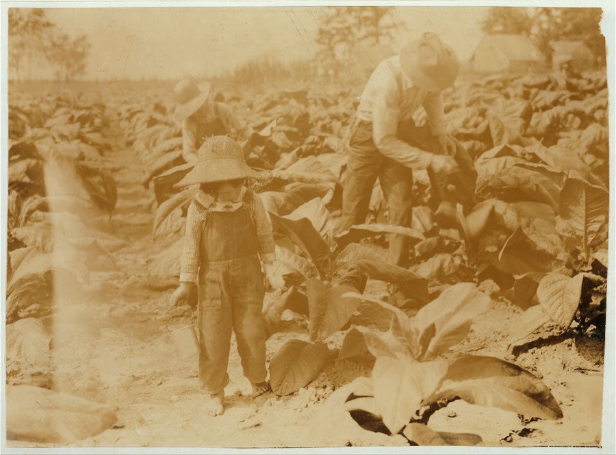 5-year old Jack and 13-year old Bitsey are regular workers on their father's farm. Worming and suckering now. Bitsey goes to Wallonia School in Div. 1, Trigg Co. "He worms and he suckers. Quite a worker but he aint old enough to go to school yet." The mother said this about Jack. Father, B.F. Mitchell, Route 1, owns farm.  Location: Trigg County--Gracey, Kentucky